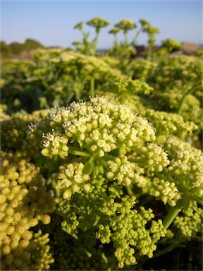 APII jpeg image of Crithmum maritimum  © contact APII