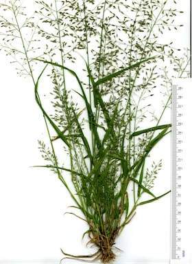 APII jpeg image of Eragrostis mexicana  © contact APII