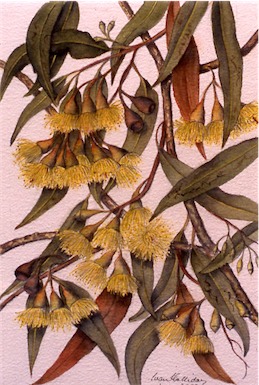 APII jpeg image of Eucalyptus petiolaris  © contact APII