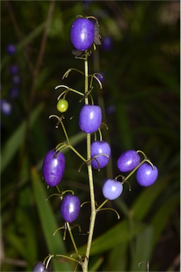 APII jpeg image of Dianella tasmanica  © contact APII