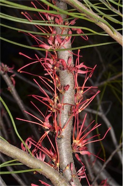 APII jpeg image of Hakea orthorrhyncha var. filiformis  © contact APII