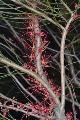 APII jpeg image of Hakea orthorrhyncha var. filiformis  © contact APII