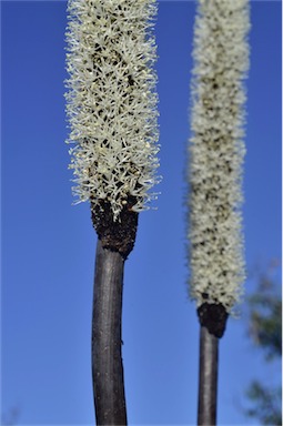 APII jpeg image of Xanthorrhoea latifolia subsp. latifolia  © contact APII