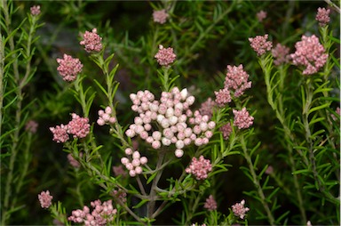 APII jpeg image of Ozothamnus 'Just Blush'  © contact APII