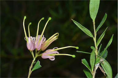 APII jpeg image of Grevillea 'Forest Rambler'  © contact APII