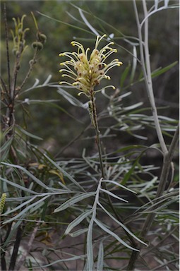 APII jpeg image of Grevillea banksii  © contact APII