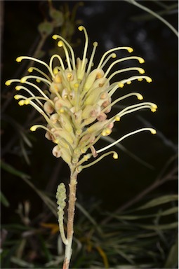 APII jpeg image of Grevillea banksii  © contact APII