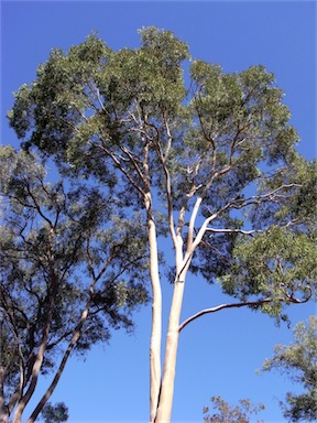 APII jpeg image of Angophora costata  © contact APII