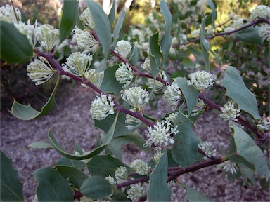 APII jpeg image of Hakea cristata  © contact APII