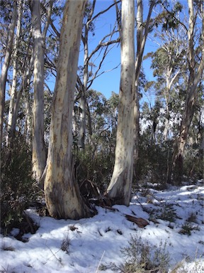 APII jpeg image of Eucalyptus pauciflora  © contact APII