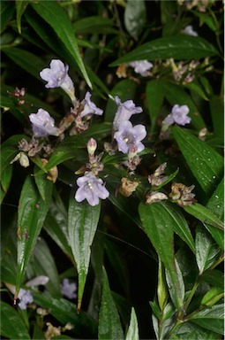 APII jpeg image of Strobilanthes anisophylla  © contact APII