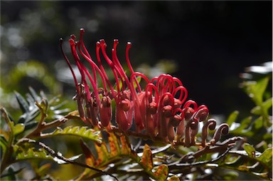 APII jpeg image of Grevillea 'Boongala Spinebill'  © contact APII