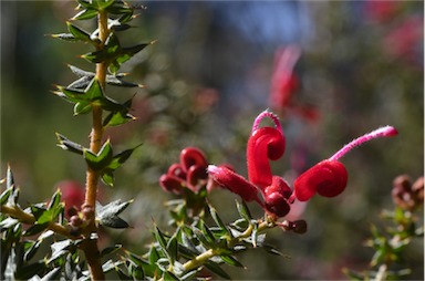 APII jpeg image of Grevillea asteriscosa  © contact APII