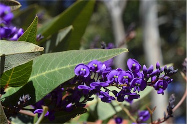 APII jpeg image of Hardenbergia violacea  © contact APII