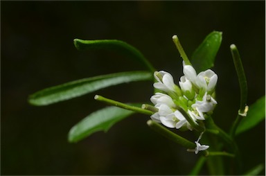 APII jpeg image of Cardamine hirsuta  © contact APII