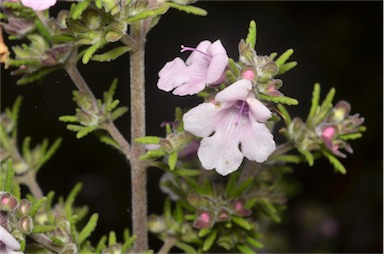 APII jpeg image of Prostanthera stenophylla  © contact APII