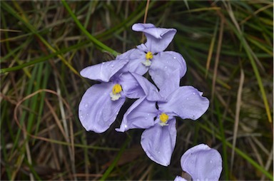 APII jpeg image of Patersonia glabrata  © contact APII