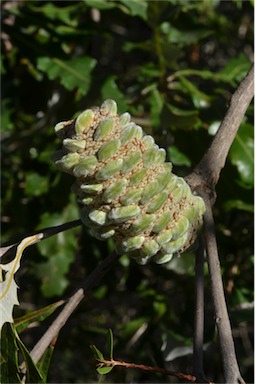 APII jpeg image of Banksia dentata  © contact APII