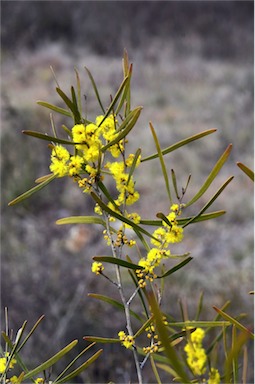 APII jpeg image of Acacia dawsonii  © contact APII