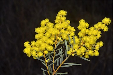 APII jpeg image of Acacia decora  © contact APII