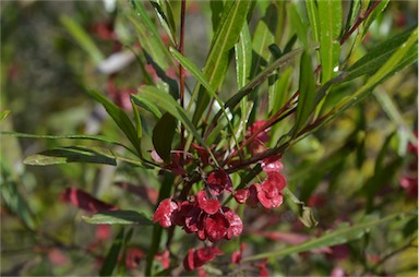 APII jpeg image of Dodonaea viscosa subsp. angustifolia  © contact APII