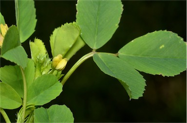 APII jpeg image of Medicago polymorpha  © contact APII