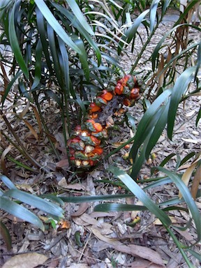 APII jpeg image of Macrozamia fawcettii  © contact APII