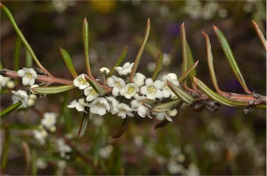 APII jpeg image of Logania albiflora  © contact APII