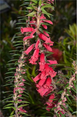 APII jpeg image of Epacris impressa  © contact APII