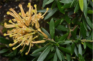 APII jpeg image of Grevillea 'Goldfever'  © contact APII