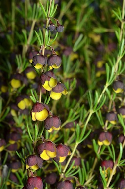 APII jpeg image of Boronia megastigma 'Heaven Scent'  © contact APII