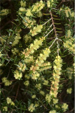 APII jpeg image of Hypocalymma linifolium  © contact APII