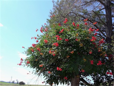 APII jpeg image of Campsis radicans  © contact APII