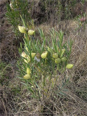 APII jpeg image of Gomphocarpus fruticosus  © contact APII