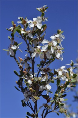 APII jpeg image of Leptospermum coriaceum  © contact APII