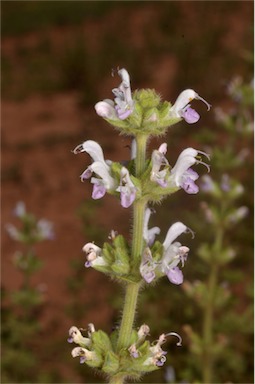 APII jpeg image of Salvia verbenaca var. vernalis  © contact APII