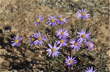 APII jpeg image of Olearia magniflora  © contact APII