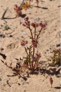 APII jpeg image of Trachymene cyanopetala  © contact APII