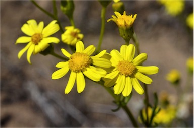 APII jpeg image of Senecio spanomerus  © contact APII