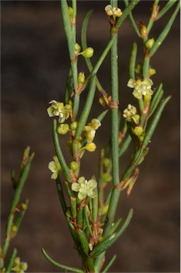 APII jpeg image of Muehlenbeckia diclina subsp. diclina  © contact APII