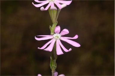 APII jpeg image of Silene longicaulis  © contact APII