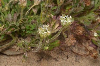 APII jpeg image of Trachymene pilosa  © contact APII