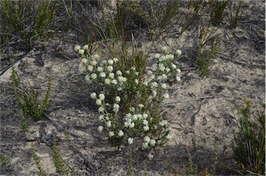 APII jpeg image of Pimelea glauca  © contact APII