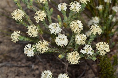 APII jpeg image of Pimelea glauca  © contact APII