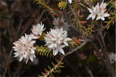 APII jpeg image of Calytrix alpestris  © contact APII