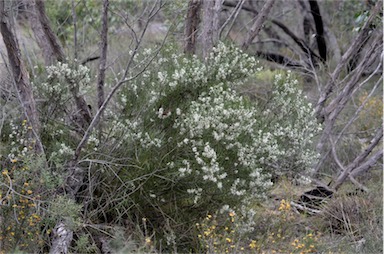 APII jpeg image of Hakea rostrata  © contact APII