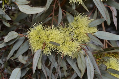 APII jpeg image of Eucalyptus gardneri subsp. gardneri  © contact APII