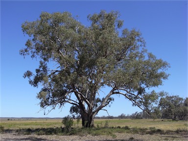 APII jpeg image of Eucalyptus camaldulensis  © contact APII