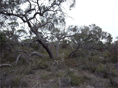 APII jpeg image of Eucalyptus arenacea  © contact APII