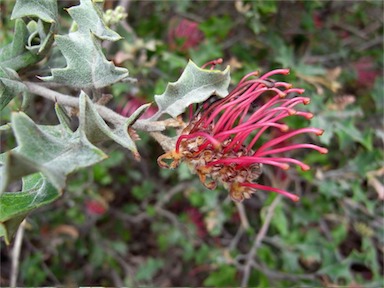 APII jpeg image of Grevillea aquifolium  © contact APII